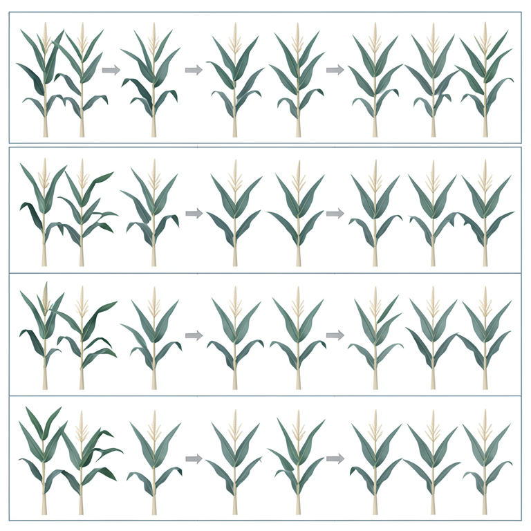 AI-generated conceptual illustration (rabi maize plants (Zea mays L.)). It explains the idea and does not show study data.