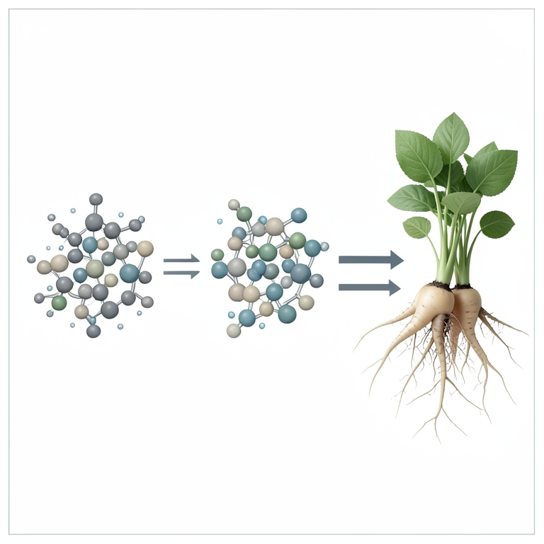 AI-generated conceptual illustration (pea and potato plant roots in soil). It explains the idea and does not show study data.
